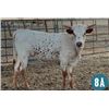 Image 1 : Cross W Salty Heifer