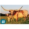 Image 1 : HR WHIZZY