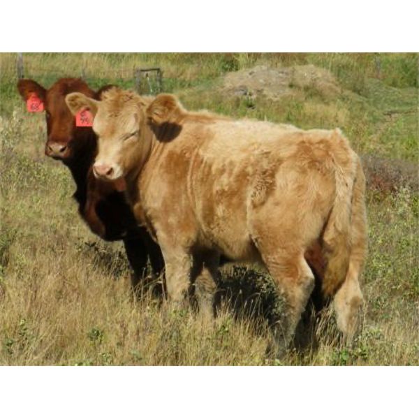 Phil Fehr & Sons - 650# Steer Calves - 90 Head (Swift Current, SK)