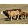Image 2 : Phil Fehr & Sons - 650# Steer Calves - 90 Head (Swift Current, SK)