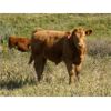Image 4 : Phil Fehr & Sons - 650# Steer Calves - 90 Head (Swift Current, SK)