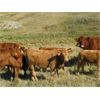 Image 6 : Phil Fehr & Sons - 650# Steer Calves - 90 Head (Swift Current, SK)