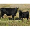 Image 7 : Phil Fehr & Sons - 650# Steer Calves - 90 Head (Swift Current, SK)