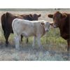 Image 8 : Phil Fehr & Sons - 650# Steer Calves - 90 Head (Swift Current, SK)