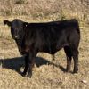 Image 1 : Cayley Farming Company - 600# Steer Calves - 170 Head (Cayley, AB)