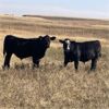 Image 2 : Cayley Farming Company - 600# Steer Calves - 170 Head (Cayley, AB)