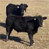 Image 3 : Cayley Farming Company - 600# Steer Calves - 170 Head (Cayley, AB)