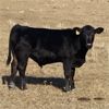 Image 5 : Cayley Farming Company - 600# Steer Calves - 170 Head (Cayley, AB)
