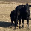 Image 6 : Cayley Farming Company - 600# Steer Calves - 170 Head (Cayley, AB)