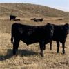 Image 7 : Cayley Farming Company - 600# Steer Calves - 170 Head (Cayley, AB)