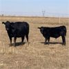 Image 8 : Cayley Farming Company - 600# Steer Calves - 170 Head (Cayley, AB)
