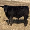 Image 9 : Cayley Farming Company - 600# Steer Calves - 170 Head (Cayley, AB)