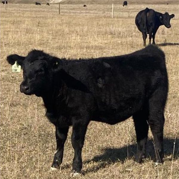 Cayley Farming Company - 560# Heifer Calves - 90 Head (Cayley, AB)