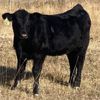 Image 4 : Cayley Farming Company - 560# Heifer Calves - 90 Head (Cayley, AB)
