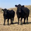 Image 5 : Cayley Farming Company - 560# Heifer Calves - 90 Head (Cayley, AB)