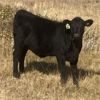 Image 7 : Cayley Farming Company - 560# Heifer Calves - 90 Head (Cayley, AB)