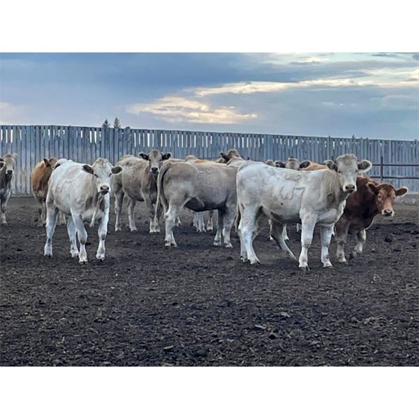 Holowaychuk Bros. - 980# Heifers - 60 Head (Marwayne, AB)