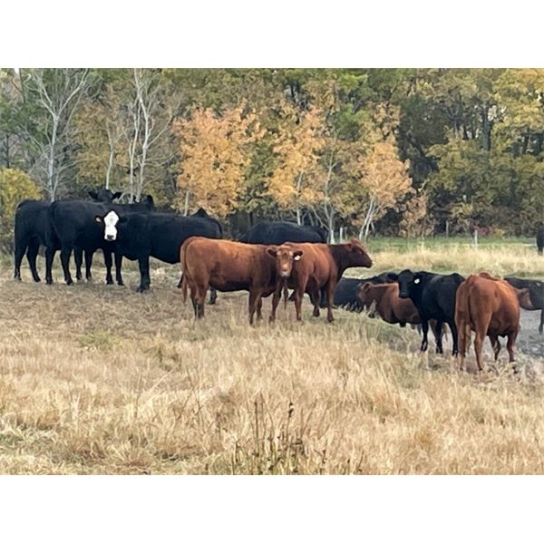 Hines Ranching Co. Ltd. - 900# Heifers - 200 Head (Marwayne, AB)