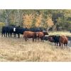 Image 1 : Hines Ranching Co. Ltd. - 900# Heifers - 200 Head (Marwayne, AB)