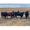 Image 2 : Hines Ranching Co. Ltd. - 900# Heifers - 200 Head (Marwayne, AB)