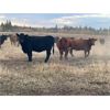 Image 4 : Hines Ranching Co. Ltd. - 900# Heifers - 200 Head (Marwayne, AB)