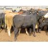 Image 11 : Diamond C Farms - 725# Heifers - 78 Head (Roblin, MB)