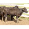 Image 12 : Diamond C Farms - 725# Heifers - 78 Head (Roblin, MB)