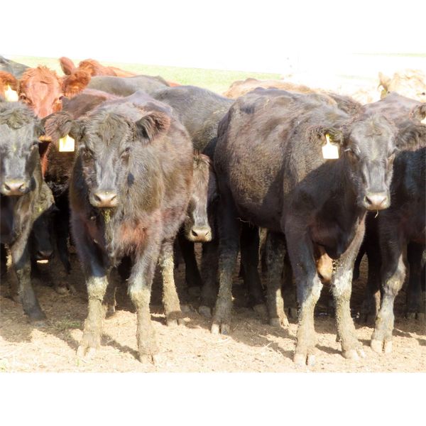 Diamond C Farms - 725# Heifers - 78 Head (Roblin, MB)