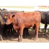 Image 3 : Diamond C Farms - 725# Heifers - 78 Head (Roblin, MB)