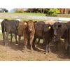 Image 6 : Diamond C Farms - 725# Heifers - 78 Head (Roblin, MB)