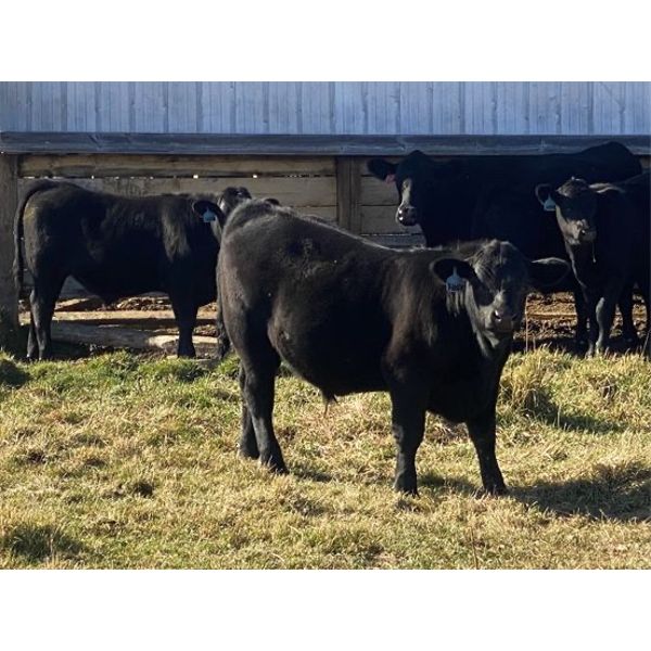 Stephen & Marie May - 650# Steer Calves - 80 Head (Caroline, AB)