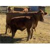 Image 6 : Stephen & Marie May - 650# Steer Calves - 80 Head (Caroline, AB)