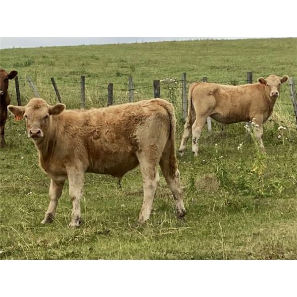 Dennis & Graham Overguard - 650# Steer Calves - 70 Head (Sundre, AB)