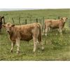 Image 1 : Dennis & Graham Overguard - 650# Steer Calves - 70 Head (Sundre, AB)