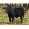Image 2 : Dennis & Graham Overguard - 650# Steer Calves - 70 Head (Sundre, AB)