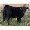 Image 3 : Dennis & Graham Overguard - 650# Steer Calves - 70 Head (Sundre, AB)