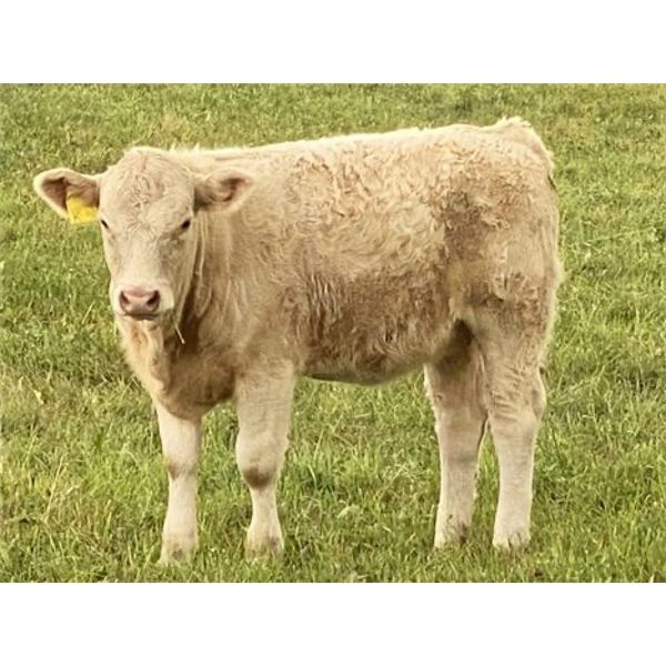 Dennis & Graham Overguard - 625# Heifer Calves - 60 Head (Sundre, AB)