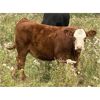 Image 3 : Dennis & Graham Overguard - 625# Heifer Calves - 60 Head (Sundre, AB)
