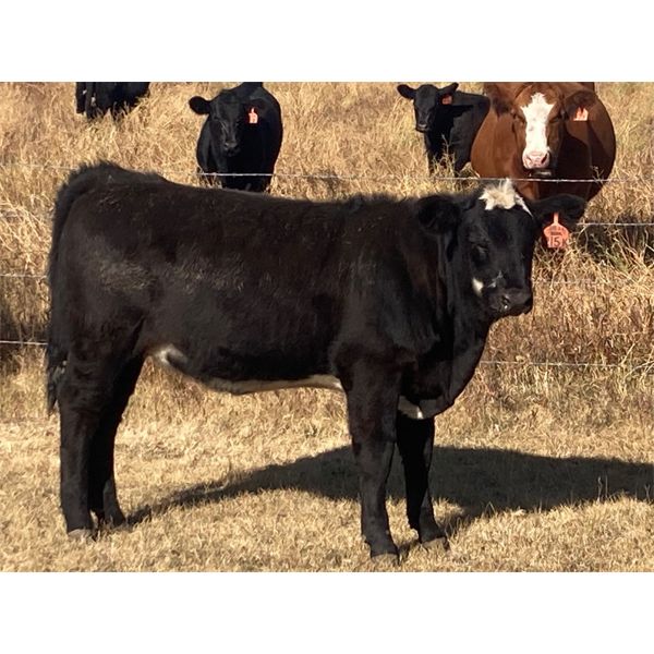 Troy Hagel - 600# Heifer Calves - 50 Head (Irricana, AB)