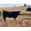 Image 5 : Troy Hagel - 600# Heifer Calves - 50 Head (Irricana, AB)