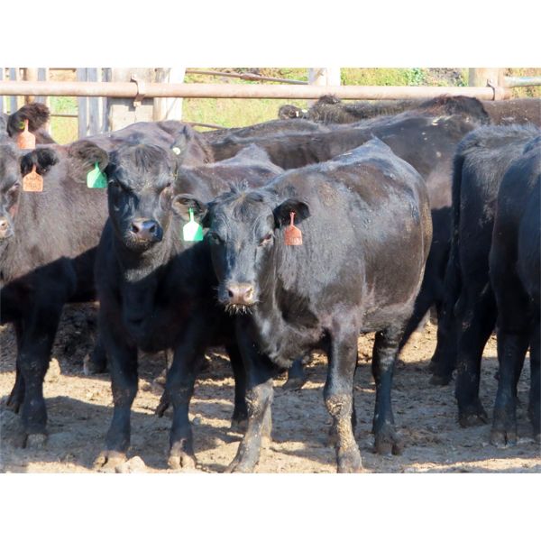 D & N Livestock - 750# Heifers - 31 Head (Peebles, SK)