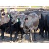 Image 1 : D & N Livestock - 750# Heifers - 31 Head (Peebles, SK)