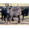 Image 2 : D & N Livestock - 750# Heifers - 31 Head (Peebles, SK)