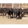 Image 3 : D & N Livestock - 750# Heifers - 31 Head (Peebles, SK)