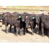 Image 4 : D & N Livestock - 750# Heifers - 31 Head (Peebles, SK)