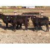Image 5 : D & N Livestock - 750# Heifers - 31 Head (Peebles, SK)