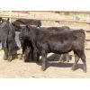Image 6 : D & N Livestock - 750# Heifers - 31 Head (Peebles, SK)