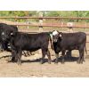 Image 7 : D & N Livestock - 750# Heifers - 31 Head (Peebles, SK)