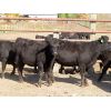 Image 8 : D & N Livestock - 750# Heifers - 31 Head (Peebles, SK)