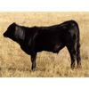Image 6 : Jen-Ty Gelbviehs - 650# Steer Calves - 25 Head (Rosemary, AB)